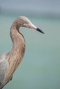 Head shot of a Reddish Egret standing on a fishing pier. Royalty Free Stock Photo