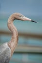 Head shot of Reddish Egret standing on a pier watching. Royalty Free Stock Photo