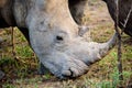 Head shot of a rhino Royalty Free Stock Photo