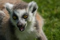 Close-up of a Cute Looking Ring-tailed Lemur.