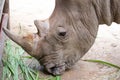 Head shot of Rino eating grass