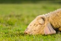Head shot of sad sheep lying on the grass