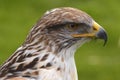 Head shot of a Saker Falcon Falco Cherrug Royalty Free Stock Photo