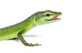 Head shot of Sakishima grass lizard sticking its tongue out to lick itself, Takydromus dorsalis, isolated on white