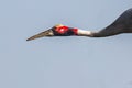 Head Shot of a Saras Crane