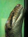 Head shot of a scrub python or commonly called Scrubbie Royalty Free Stock Photo