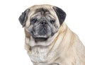 Head shot of a Seven Years old Pug dog graying, isolated on white Royalty Free Stock Photo