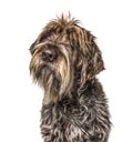 Head shot of a shaggy dog, Korthals Griffon, isolated