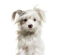 Head shot of shaggy white Yorkie-Pom dog . mixed breed Pomeranian and Yorkshire Terrier