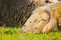 Head shot of sheep lying on the grass