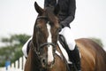 Head-shot of a show jumper horse during competition with jockey Royalty Free Stock Photo