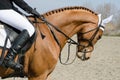 Head-shot of a show jumper horse during training with unidentified rider