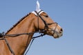 Head-shot of a show jumper horse during training with unidentified rider