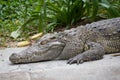 Head Shot of Siamese Crocodile Royalty Free Stock Photo
