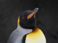 Head shot of a Single Emperor Penguin Royalty Free Stock Photo