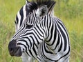 Head shot of zebra grazing