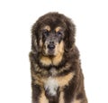 Head shot of Sitting brown Tibetan mastiff dog