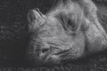 Head shot of a sleeping rhino, Royalty Free Stock Photo