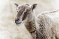 Head shot of a small sheep with brown and white striped head - rare breed - profile view in field of grass