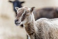 Head shot of a  small sheep with brown and white striped head - rare breed - profile view in field of yellow grass Royalty Free Stock Photo