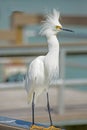 Close up a Snowy Egret pesters fishermen on a pier. Royalty Free Stock Photo