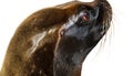 Head shot on South American sea lion eyes and ears, Otaria byronia, isolated on white Royalty Free Stock Photo