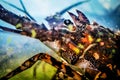 Head shot of Spiny Lobster Panulirus ornatus in aquaria