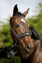 Head shot of a sporting horse against green background Royalty Free Stock Photo