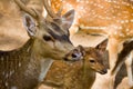 Head shot of spotted deers Royalty Free Stock Photo