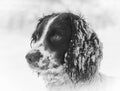 Head shot of Springer Spaniel in the sbow against a white background Royalty Free Stock Photo