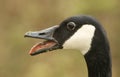 A head shot of a Canada Goose Branta canadensis with its beak open and its tongue sticking out. Royalty Free Stock Photo