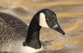 A head shot of a stunning Canada Goose Branta canadensis swimming in a river. Royalty Free Stock Photo