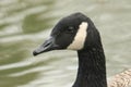 A head shot of a stunning Canada Goose Branta canadensis swimming in a river. Royalty Free Stock Photo