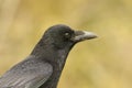 A head shot of a stunning Carrion Crow Corvus corone. Royalty Free Stock Photo