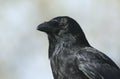 A head shot of a stunning Carrion Crow, Corvus corone. Royalty Free Stock Photo