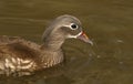 A head shot of a stunning female Mandarin duck Aix galericulata swimming in a lake. Royalty Free Stock Photo