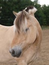 Fjord Pony Headshot Royalty Free Stock Photo