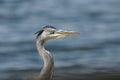 A head shot of a pretty Grey Heron, Ardea cinerea, hunting at the edge of a lake. Royalty Free Stock Photo