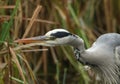 A head shot of a Grey Heron, Ardea cinerea, hunting for food in the reeds at the edge of a lake. Royalty Free Stock Photo