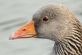 A head shot of a stunning Greylag Goose Anser anser swimming in a river.