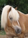 Haflinger Horse Headshot Royalty Free Stock Photo