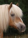 Haflinger Horse Headshot