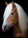 Stunning Haflinger Stallion