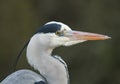 A head shot of a hunting Grey Heron, Ardea cinerea, standing at the edge of a lake. Royalty Free Stock Photo