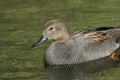 A head shot of a stunning male Gadwall, Anas strepera, swimming on a lake. Royalty Free Stock Photo