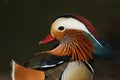 A head shot of a stunning male Mandarin duck, Aix galericulata, in springtime. Royalty Free Stock Photo