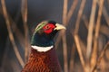 A head shot of a stunning Male Pheasant, Phasianus colchicus, feeding at the edge of a field. Royalty Free Stock Photo