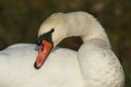 A head shot of a stunning Mute Swan Cygnus olor.