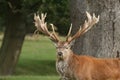 The head shot of a magnificent Red Deer Stag, Cervus elaphus, standing in a field at the edge of woodland during rutting season. Royalty Free Stock Photo