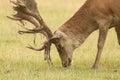 A head shot of a stunning stag Red Deer Cervus elaphus feeding on grass in a meadow. You can see the velvet on the blooded antle Royalty Free Stock Photo